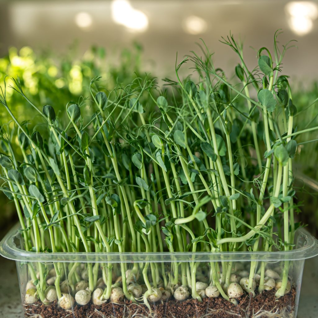 autosuficiencia alimentaria (brotes, pesca y caza) - apagón